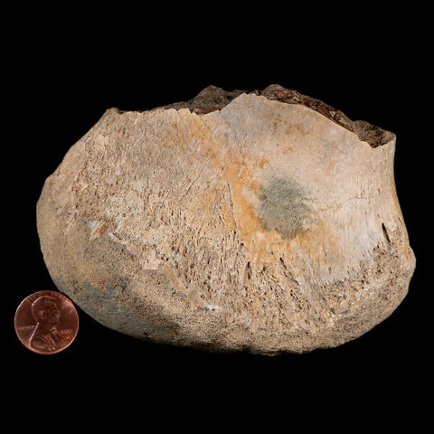 4.3" Maiasaura Hadrosaur Dinosaur Tibia End Bone Fossil Two Medicine FM MT COA - Fossil Age Minerals