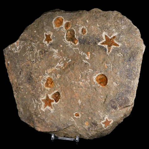 4 Four Brittlestar Petraster Starfish Fossil Ordovician Age Blekus Morocco COA - Fossil Age Minerals