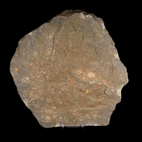 4 Four Brittlestar Petraster Starfish Fossil Ordovician Age Blekus Morocco COA - Fossil Age Minerals
