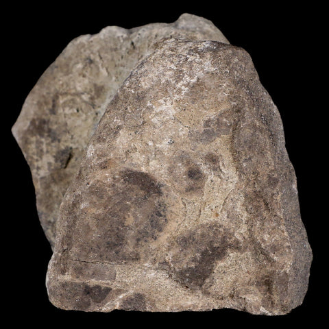 3.3" Maiasaura Hadrosaur Dinosaur Vertebrae Bone Fossil Two Medicine FM MT COA - Fossil Age Minerals