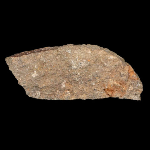 25MM Brittlestar Petraster Starfish Fossil Ordovician Age Blekus Morocco COA - Fossil Age Minerals