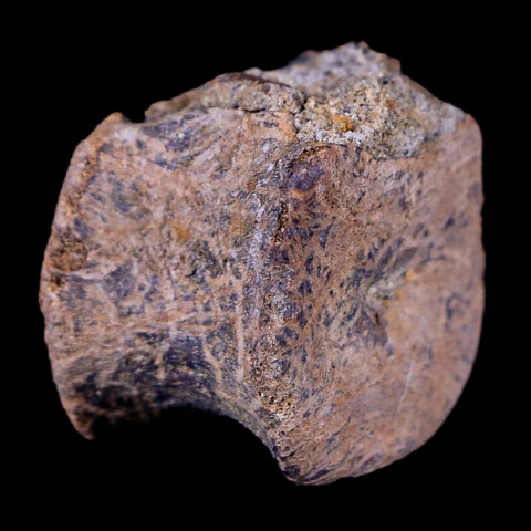 0.9" Gryposaurus Fossil Vertebrae Bone Duck-Billed Dinosaur Judith River MT COA - Fossil Age Minerals