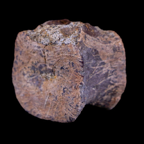 0.9" Gryposaurus Fossil Vertebrae Bone Duck-Billed Dinosaur Judith River MT COA - Fossil Age Minerals