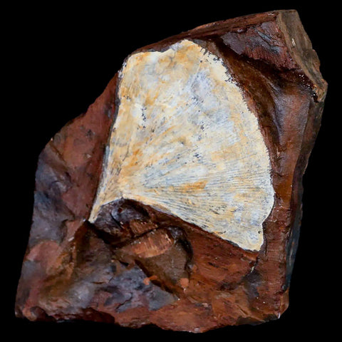 2.4" Detailed Ginkgo Cranei Fossil Plant Leaf Morton County, ND Paleocene Age COA - Fossil Age Minerals