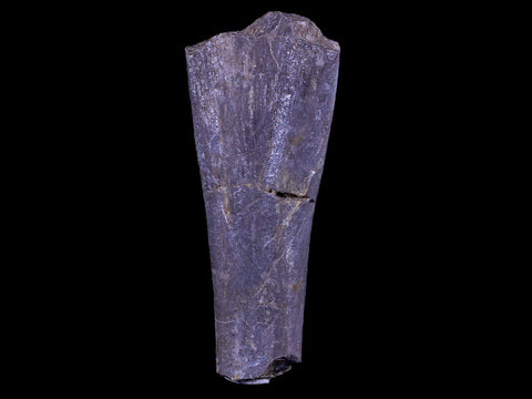3.5" Maiasaura Hadrosaur Dinosaur Limb Bone Fossil Two Medicine FM Montana COA - Fossil Age Minerals