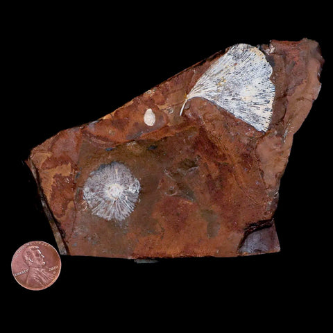 1.5" Detailed Ginkgo Cranei Fossil Plant Leaf Morton County, ND Paleocene Age COA - Fossil Age Minerals