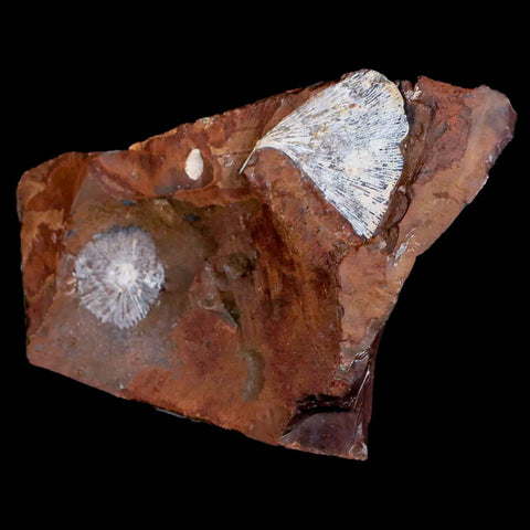 1.5" Detailed Ginkgo Cranei Fossil Plant Leaf Morton County, ND Paleocene Age COA - Fossil Age Minerals