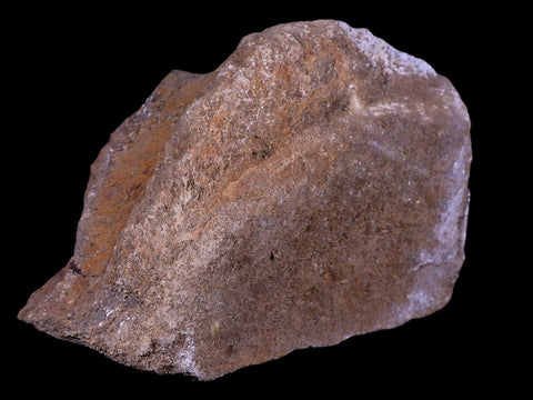5.8" Diplodocus Fossil Bone Morrison FM Wyoming Jurassic Age Dinosaur COA - Fossil Age Minerals
