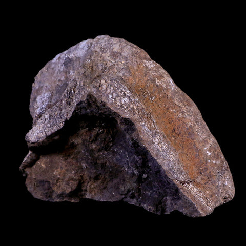 5.8" Diplodocus Fossil Bone Morrison FM Wyoming Jurassic Age Dinosaur COA - Fossil Age Minerals