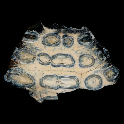 2.3" Mammoth Tooth Cross Section In Riker Display Pleistocene Age Hawthorne FM - Fossil Age Minerals