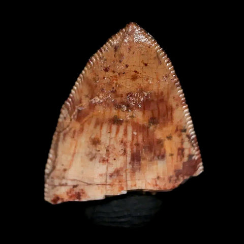 0.7" Phytosaur Fossil Tooth Triassic Age Archosaur Redonda FM NM COA & Display - Fossil Age Minerals