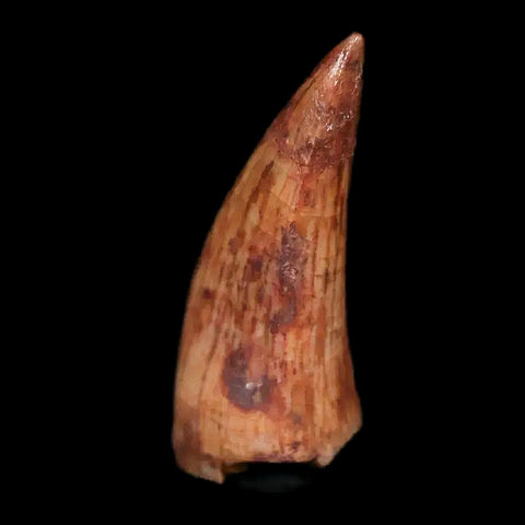 0.6" Phytosaur Fossil Tooth Triassic Age Archosaur Redonda FM NM COA & Display - Fossil Age Minerals