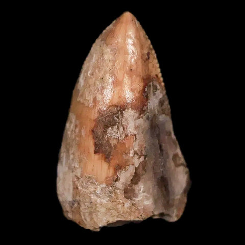 0.5" Phytosaur Fossil Tooth Triassic Age Archosaur Redonda FM NM COA & Display - Fossil Age Minerals