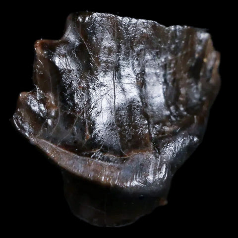 0.6" Ankylosaurus Fossil Tooth Judith River FM Cretaceous Dinosaur MT COA & Display - Fossil Age Minerals