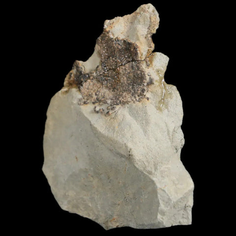 2.2" Hadrosaur Dinosaur Fossil Egg Shells In Matrix Judith River FM Cretaceous MT COA - Fossil Age Minerals