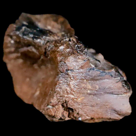 1" Pachycephalosaurus Fossil Skull Knobs Lance Creek FM Cretaceous Dinosaur WY COA - Fossil Age Minerals