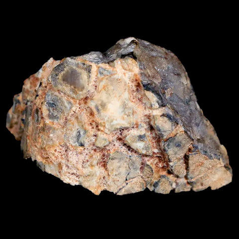 1.2" Pachycephalosaurus Fossil Skull Knobs Lance Creek Cretaceous Dinosaur WY COA - Fossil Age Minerals
