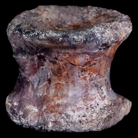 2.3" Phytosaur Fossil Vertebrae Bone Late Triassic Age Archosaur Chinle FM, AZ COA - Fossil Age Minerals