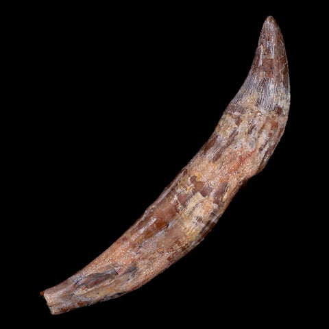 XL 5.9" Basilosaurus Tooth 40-34 Mil Yrs Old Late Eocene COA - Fossil Age Minerals