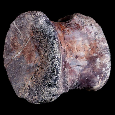 2.3" Phytosaur Fossil Vertebrae Bone Late Triassic Age Archosaur Chinle FM, AZ COA - Fossil Age Minerals