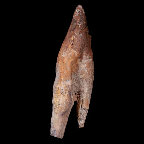 XL 5.1" Basilosaurus Tooth 40-34 Mil Yrs Old Late Eocene COA - Fossil Age Minerals