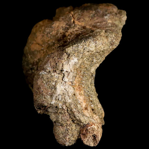 3.4" Rare Nanotyrannus Tyrannosaurus Fossil Astragalus Dinosaur Lance Creek FM WY - Fossil Age Minerals