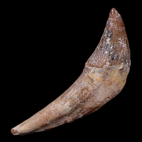 3.4" Basilosaurus Tooth 40-34 Mil Yrs Old Late Eocene COA - Fossil Age Minerals