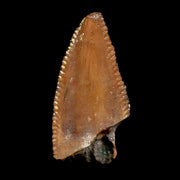 0.9" Majungasaurus Serrated Fossil Tooth Cretaceous Dinosaur Madagascar COA