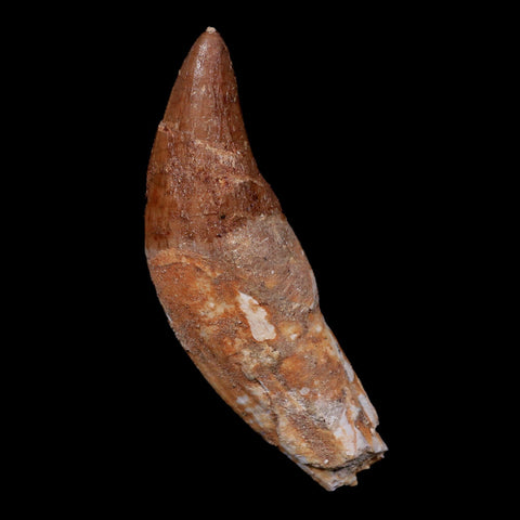 3.1" Basilosaurus Tooth 40-34 Mil Yrs Old Late Eocene COA - Fossil Age Minerals