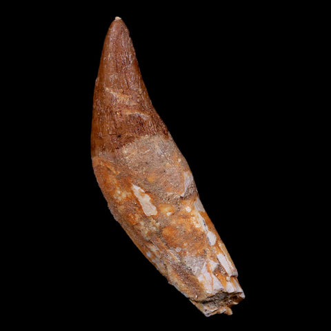3.1" Basilosaurus Tooth 40-34 Mil Yrs Old Late Eocene COA - Fossil Age Minerals