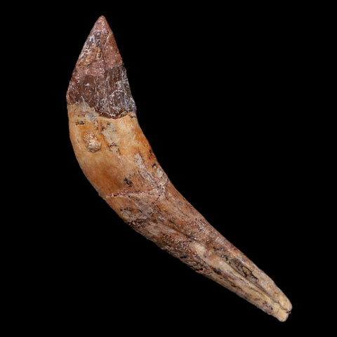 3.3" Basilosaurus Tooth 40-34 Mil Yrs Old Late Eocene COA - Fossil Age Minerals