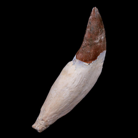 2.5" Basilosaurus Tooth 40-34 Mil Yrs Old Late Eocene COA - Fossil Age Minerals