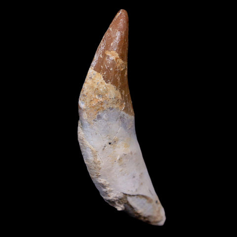 2.3" Basilosaurus Tooth 40-34 Mil Yrs Old Late Eocene COA - Fossil Age Minerals
