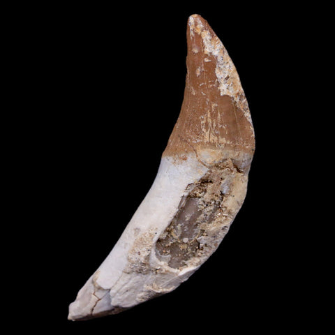 2.3" Basilosaurus Tooth 40-34 Mil Yrs Old Late Eocene COA - Fossil Age Minerals