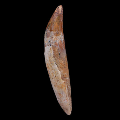 2.5" Basilosaurus Tooth 40-34 Mil Yrs Old Late Eocene COA - Fossil Age Minerals