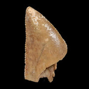 0.9" Majungasaurus Serrated Fossil Tooth Cretaceous Dinosaur Madagascar COA