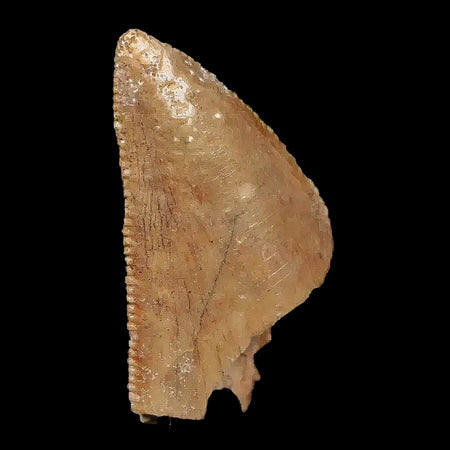 0.6" Majungasaurus Serrated Fossil Tooth Cretaceous Dinosaur Madagascar COA