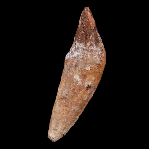 2.1" Basilosaurus Tooth 40-34 Mil Yrs Old Late Eocene COA - Fossil Age Minerals