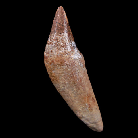 2.1" Basilosaurus Tooth 40-34 Mil Yrs Old Late Eocene COA - Fossil Age Minerals
