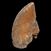 0.8" Majungasaurus Serrated Fossil Tooth Cretaceous Dinosaur Madagascar COA