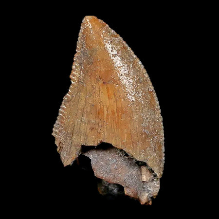 0.8" Majungasaurus Serrated Fossil Tooth Cretaceous Dinosaur Madagascar COA
