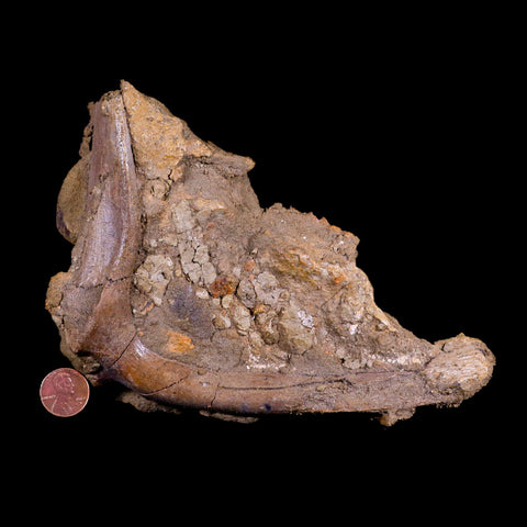 7" Pachycephalosaurus Fossil Bone Lance Creek FM WY Cretaceous Dinosaur COA - Fossil Age Minerals