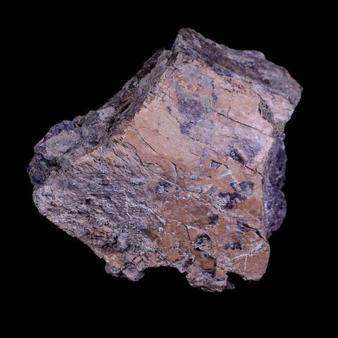 3.2" Centrosaurus Fossil Bone Judith River FM Cretaceous Dinosaur Montana COA - Fossil Age Minerals