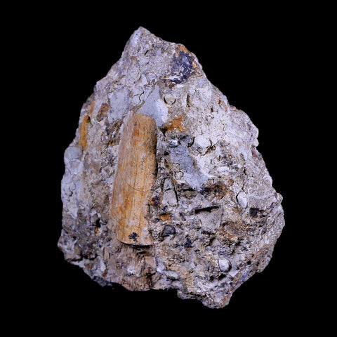 3.5" Hadrosaurus Fossil Rib Bone in Matrix Judith River FM Dinosaur Cretaceous MT - Fossil Age Minerals