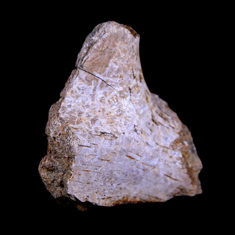 1.6" Corythosaurus Fossil Bone Judith River FM Cretaceous Dinosaur Montana COA - Fossil Age Minerals