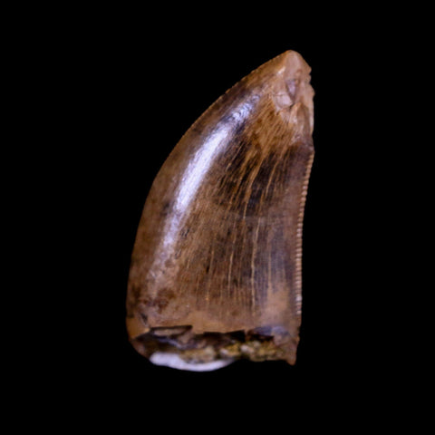 0.7" Nanotyrannus Tyrannosaurus Fossil Tooth Dinosaur Hell Creek SD COA Display - Fossil Age Minerals