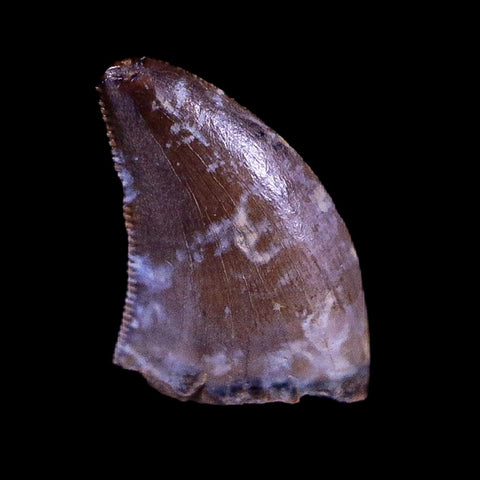 0.3" Nanotyrannus Tyrannosaurus Fossil Tooth Dinosaur Hell Creek MT COA Display - Fossil Age Minerals