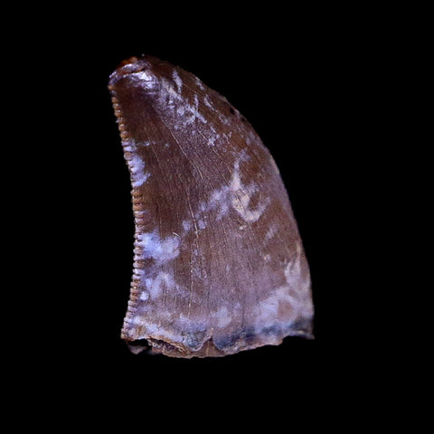 0.3" Nanotyrannus Tyrannosaurus Fossil Tooth Dinosaur Hell Creek MT COA Display - Fossil Age Minerals