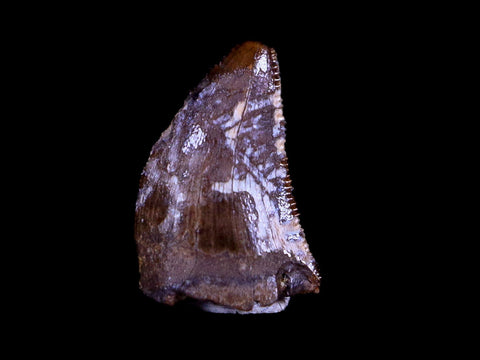 0.4" Nanotyrannus Tyrannosaurus Fossil Tooth Dinosaur Hell Creek MT COA Display - Fossil Age Minerals