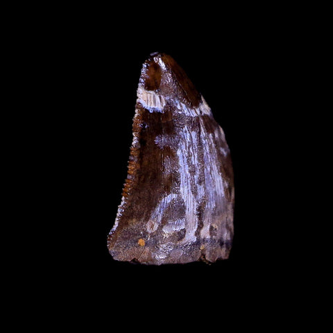 0.4" Nanotyrannus Tyrannosaurus Fossil Tooth Dinosaur Hell Creek MT COA Display - Fossil Age Minerals